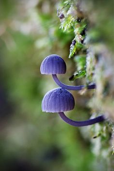 two purple mushrooms growing on the side of a mossy tree branch with green foliage in the background