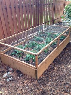 a wooden garden bed with plants growing in it