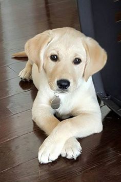 a dog is laying on the floor with its paws crossed