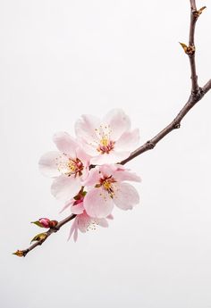 pink flowers are blooming on the branch of a tree in front of a white sky