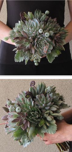 two pictures showing different types of succulents