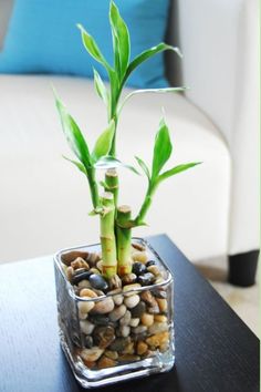 there is a small glass vase with rocks and plants in it on the coffee table