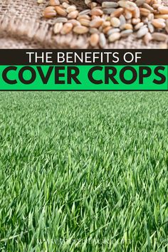 the benefits of cover crops for your lawn and garden plants, including corn or beans