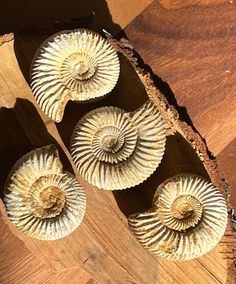 four decorative shells sitting on top of a wooden table