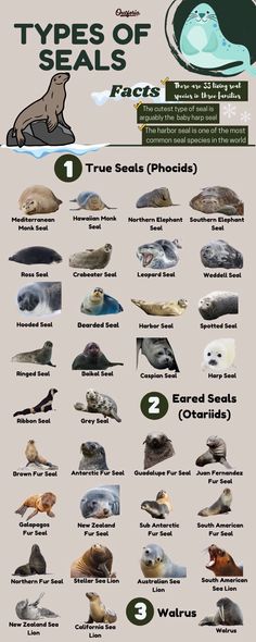 the types of seals are shown in this poster