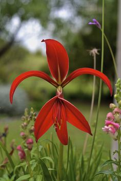 a red flower is in the middle of some flowers