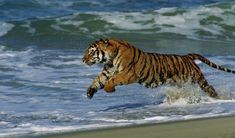 a tiger is running through the water at the beach