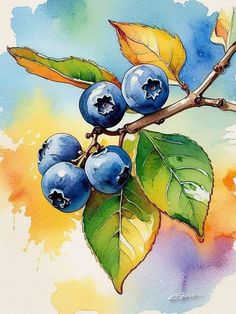 a painting of blueberries on a branch with leaves