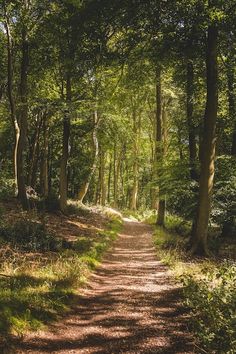 a dirt road in the middle of a forest with lots of trees on both sides