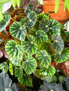 green and white leaves in a potted plant