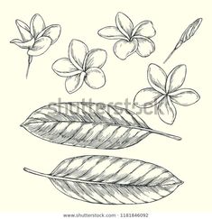 three flowers and two leaves on a white background - hand drawn illustration in black and white