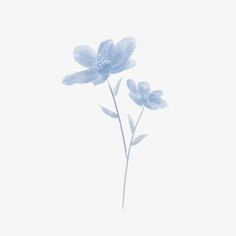 two blue flowers are shown against a white background