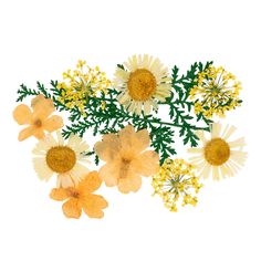 yellow and white flowers with green stems on a white background