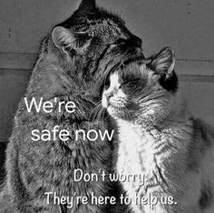 black and white photograph of two cats with caption saying, we're safe now don't worry they're here to help us