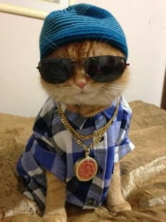 a cat wearing sunglasses and a hat sitting on a bed with a gold chain around it's neck