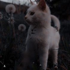 a white cat standing on top of a grass covered field