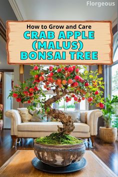 Crab Apple (Malus) Bonsai Tree Apple Bonsai, Profusion Crabapple Tree, White Crab Apple Tree, Flowering Crab Apple Tree, Fruits To Grow, Dolgo Crabapple Tree, Trident Maple Bonsai, Crab Apple Bonsai, Bonsai Fruit Tree