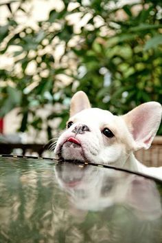 a small white dog laying on top of a table next to a potted plant