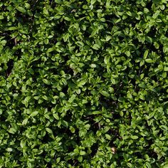 the top view of a bush with green leaves