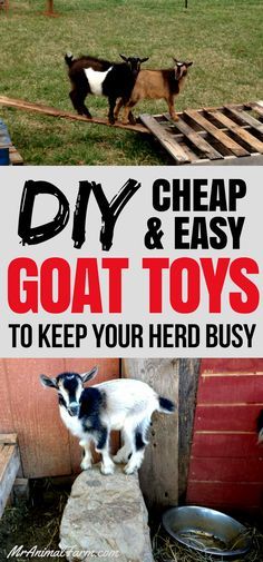 goats and goats are standing in the grass with text overlay saying diy, cheap & easy goat toys to keep your herd busy