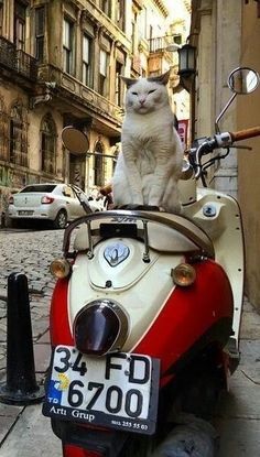 a white cat sitting on the back of a red and white scooter in an alleyway