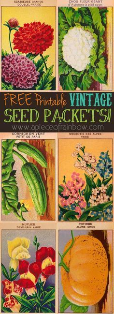 an advertisement for seed packets with flowers and plants on it's back side, from the