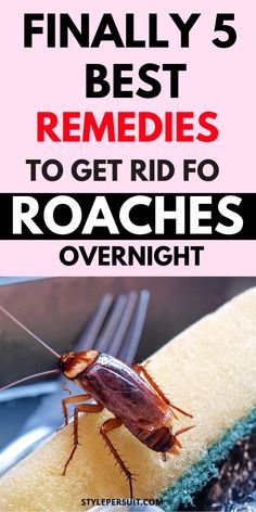 a cockroach on top of a piece of cake with the words finally 5 best remedies to get rid of roaches overnight