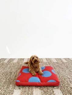 a small dog laying on top of a red and blue pillow in the middle of a room