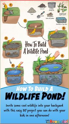 how to build a wildlife pond