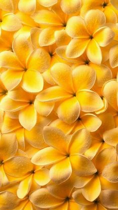 close up view of yellow flower petals