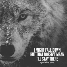 a black and white photo of a wolf with the quote i might fall down but that doesn't mean i'll stay there