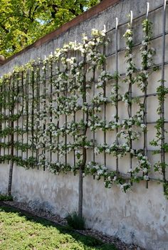 an old wall with vines and flowers growing on it's sides, along side a sidewalk