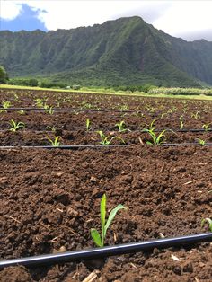 rows of young plants growing in the ground with mountains in the background