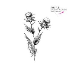 thistle flower drawing on white paper with the words thistle wild bay flowers and their meaning