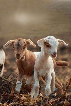 two baby goats standing next to each other on top of a pile of dirt and grass