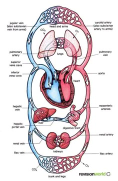 diagram of the human body organs and their major structures labeled in text on a white background