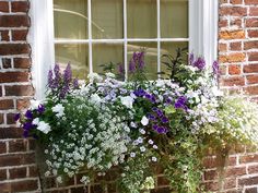 a window box filled with purple and white flowers