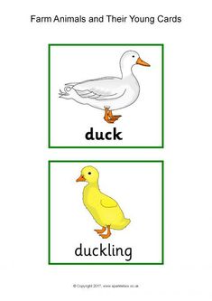 an animal and their young matching cards with the words duck, duckling on them