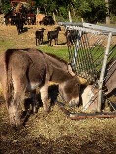 two donkeys are eating hay from the ground