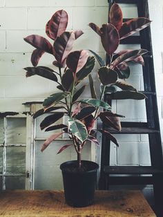 a potted plant sitting on top of a wooden table in front of a ladder