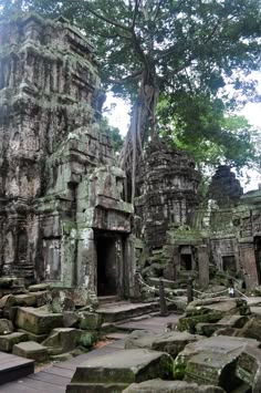 an old tree grows over the ruins of a temple in angah, indonesia's ancient city