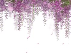 purple flowers are hanging from the branches of a tree in front of a white background