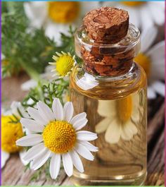 Chamomile oil is widely used in aromatherapy. The benefits of chamomile oil are not just limited to relieving fatigue. Here are its other top health benefits. German Chamomile Essential Oil, Chamomile Oil, Chamomile Essential Oil, Oil Benefits, Garden Kits, Chamomile Flowers, Hair Fall, Flower Oil, Medicinal Herbs