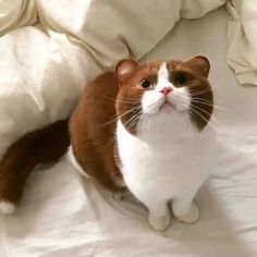 a brown and white cat sitting on top of a bed