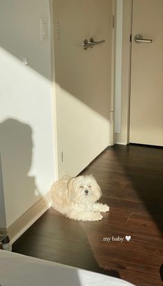 a white dog laying on top of a hard wood floor next to a doorway and door