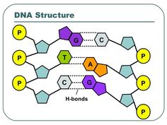 the structure of an h - bonds diagram