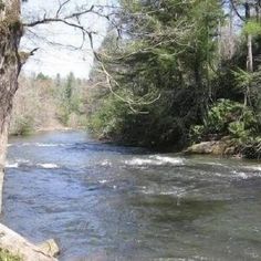 a river running through a forest filled with trees