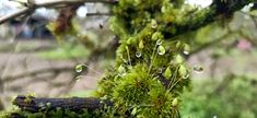 moss growing on the side of a tree branch with drops of water hanging from it