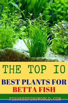 the top 10 best plants for betta fish in an aquarium with text overlay