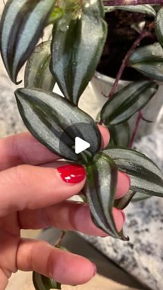 a person holding a plant in their hand with red nail polish on the tips and green leaves